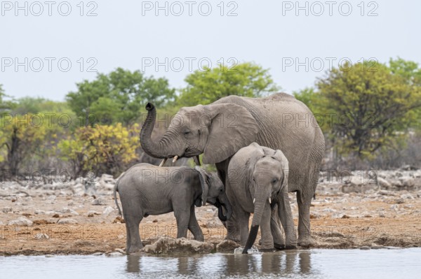 Herd of animals, animal family with young, African elephant (Loxodonta africana) drinking at a waterhole, Etosha National Park, Namibia
