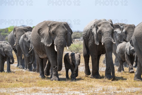 Herd of animals, animal family with young, African elephant (Loxodonta africana), Etosha National Park, Namibia