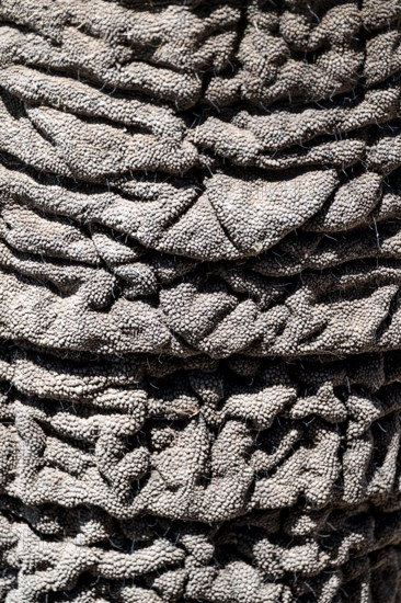 Detail, skin on trunk, African elephant (Loxodonta africana), Etosha National Park, Namibia