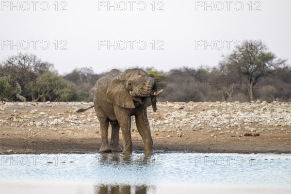 African elephant (Loxodonta africana) has its trunk funny, waterhole, Etosha National Park, Namibia