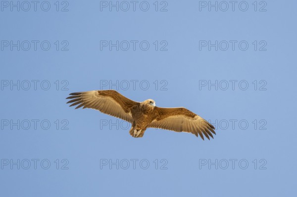 Savannah eagle or eagle of prey (Aquila rapax), bird of prey flying, Etosha National Park, Namibia