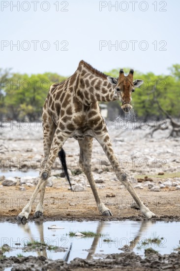 Angola giraffe (Giraffa giraffa angolensis) drinking, Etosha National Park, Namibia
