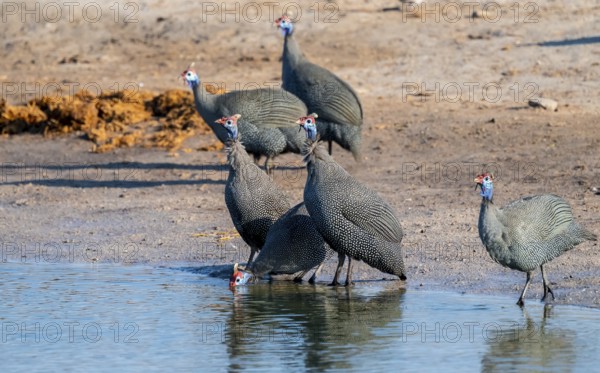 Helmeted guinea fowl (Numida meleagris), Savuti, Chobe Nationalpark, Botswana
