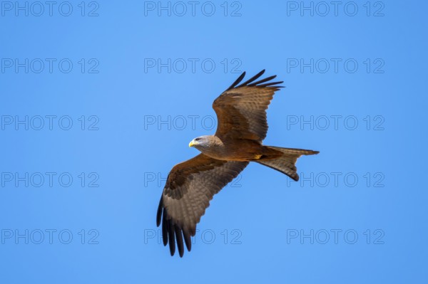 Black kite (Milvus migrans) flying against a blue sky, Savuti, Chobe Nationalpark, Botswana