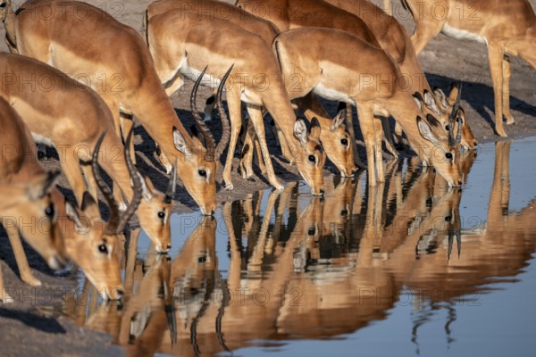 Impala (Aepyceros melampus) drinking at a waterhole, reflection, Savuti, Chobe National Park, Botswana
