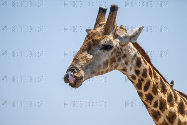 Cape giraffe (Giraffa giraffa giraffa) sticks out its tongue, funny, Savuti, Chobe National Park, Botswana