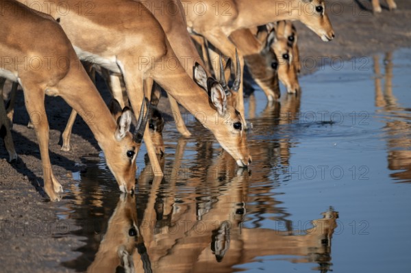 Impalas (Aepyceros melampus) drinking at the waterhole, beautiful picture with reflection, Savuti, Chobe National Park, Botswana