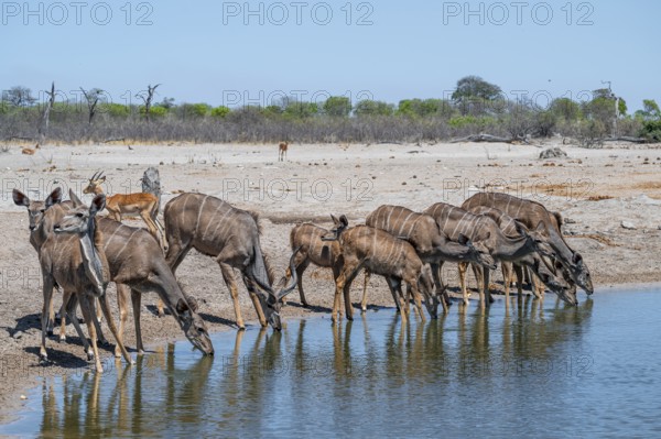 Female drinking at waterhole, Greater kudu (Tragelaphus strepsiceros), Savuti, Chobe National Park, Botswana