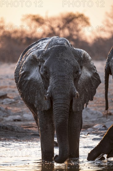 Herd of elephants, African elephant (Loxodonta africana) at the waterhole, sunset, Savuti, Chobe National Park, Botswana