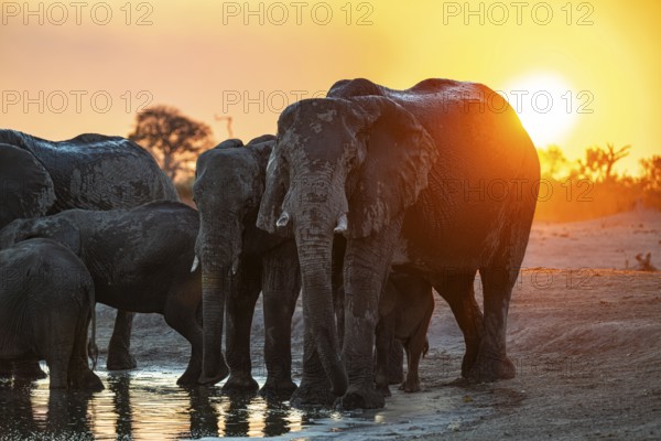 Herd of elephants, African elephant (Loxodonta africana) at the waterhole, sunset, Savuti, Chobe National Park, Botswana