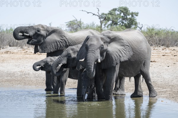 Herd of elephants at a waterhole, African elephant (Loxodonta africana), Savuti, Chobe National Park, Botswana