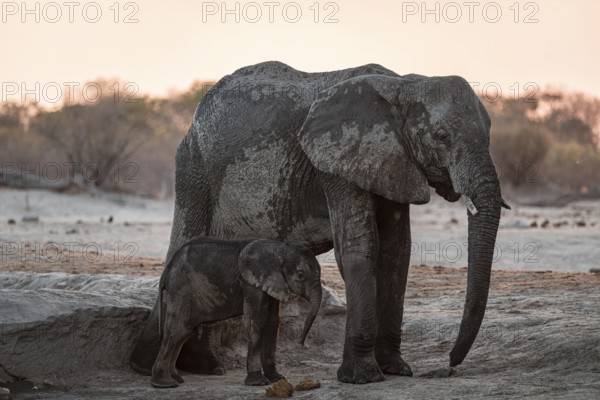 African elephant (Loxodonta africana) with young, sunset, Savuti, Chobe National Park, Botswana