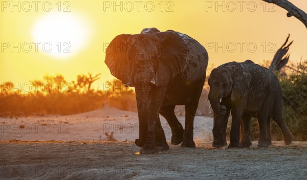 African elephant (Loxodonta africana), sunset, Savuti, Chobe National Park, Botswana