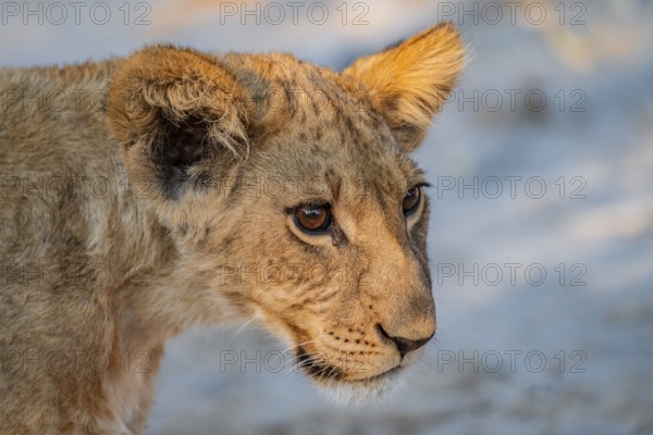 Cub, lion (Panthera leo), Savuti, Chobe National Park, Botswana