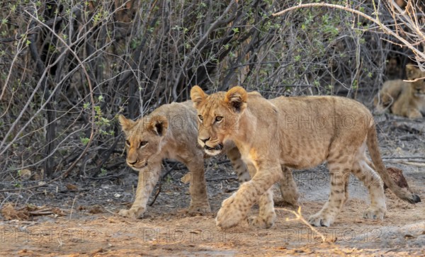 Two cubs, lion (Panthera leo), Savuti, Chobe National Park, Botswana