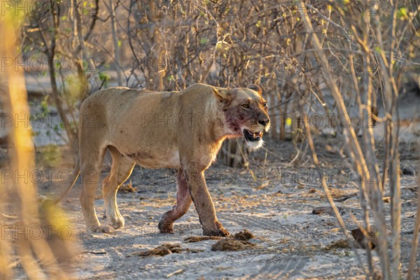 Lioness with blood directly after a successful kill, lion (Panthera leo) on the hunt, Savuti, Chobe National Park, Botswana