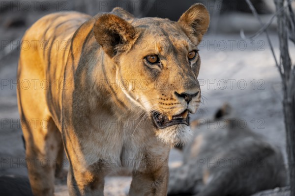 Lioness (Panthera leo), Savuti, Chobe National Park, Botswana