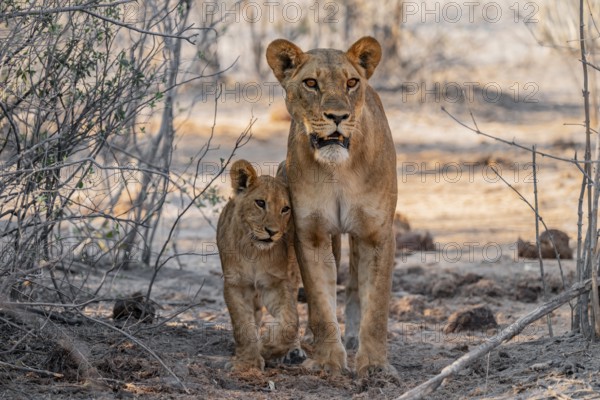 Mother and young cuddling, lion (Panthera leo), Savuti, Chobe National Park, Botswana