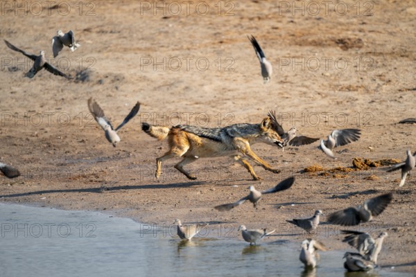 Black-backed jackal (Lupulella mesomelas) hunting pigeons, Savuti, Chobe National Park, Botswana