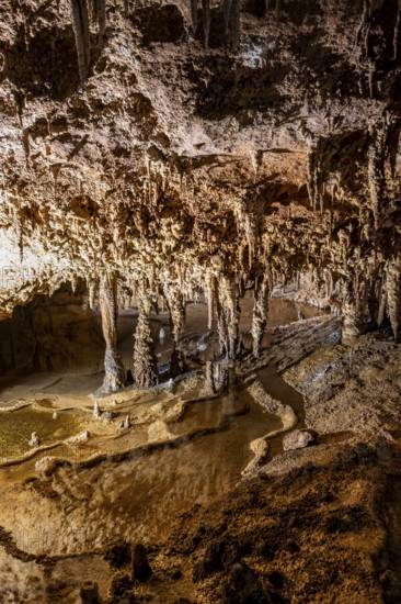 Stalactites and stalagmites, water basins and rock formations in a stalactite cave, Grotta del Fico, Gulf of Orosei, Baunei, Sardinia, Italy