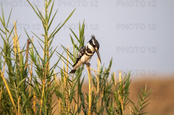 Grey Kingfisher (Ceryle rudis), on the Kavango River, Namibia