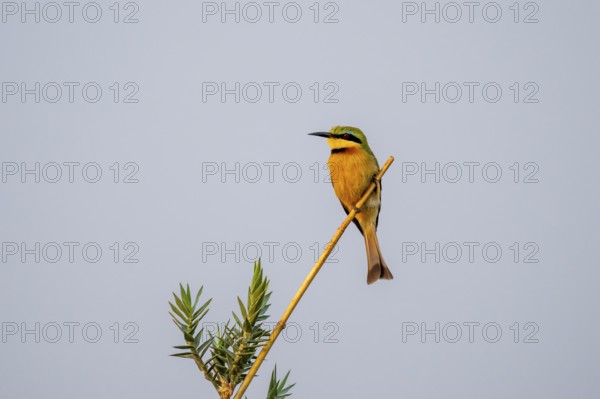 Dwarf spint (Merops pusillus), on the Kavango River, Namibia