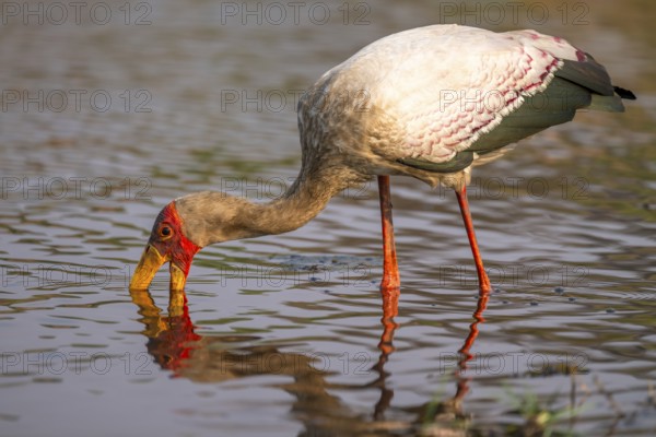Glutton (Mycteria ibis) in the water foraging on the Chobe River, Ihaha, Chobe National Park, Botswana