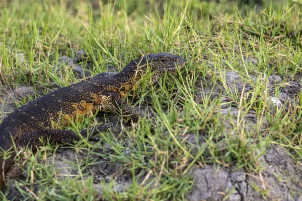 Nile monitor (Varanus niloticus), foraging on the Chobe River, Ihaha, Chobe National Park, Botswana