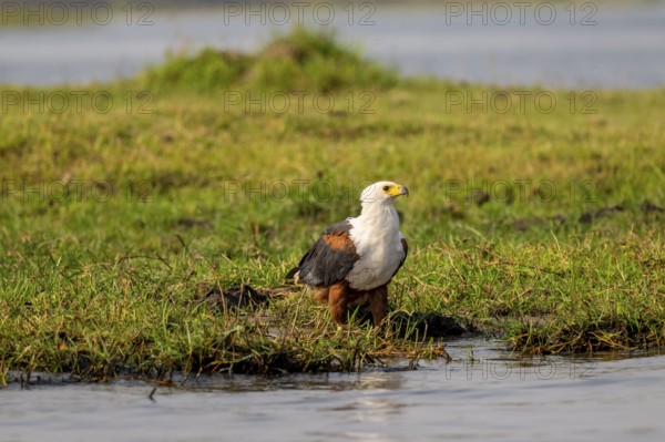 African fish eagle (Haliaeetus vocifer) on the Chobe River, Ihaha, Chobe National Park, Botswana