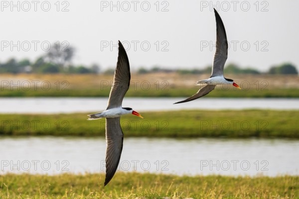 African Skimmer (Rynchops flavirostris), African Skimmer in flight, Ihaha, Chobe National Park, Botswana