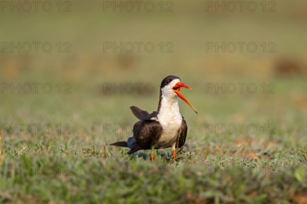 African Skimmer (Rynchops flavirostris), African Skimmer sitting on the bank, Ihaha, Chobe National Park, Botswana