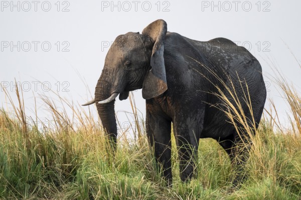 Animal portrait, African elephant (Loxodonta africana) feeding among grass, Ihaha, Chobe National Park, Botswana, Africa