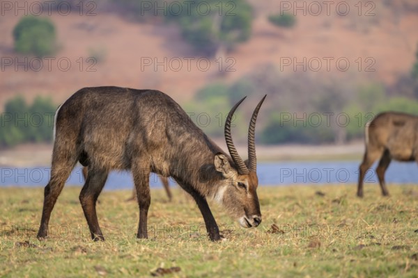 Elliptic waterbuck (Kobus ellipsipiprymnus), male grazing, Ihaha, Chobe National Park, Botswana