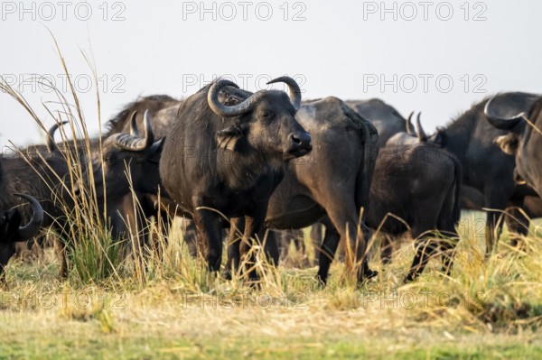 Cape buffalo (Syncerus caffer caffer) grazing, Ihaha, Chobe National Park, Botswana