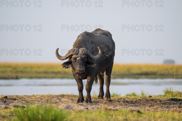 Single Cape buffalo (Syncerus caffer caffer) grazing, Ihaha, Chobe National Park, Botswana