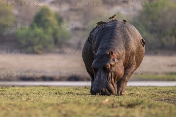 Hippopotamus (Hippopatamus amphibius) grazing, Chobe River, Ihaha, Chobe National Park, Botswana