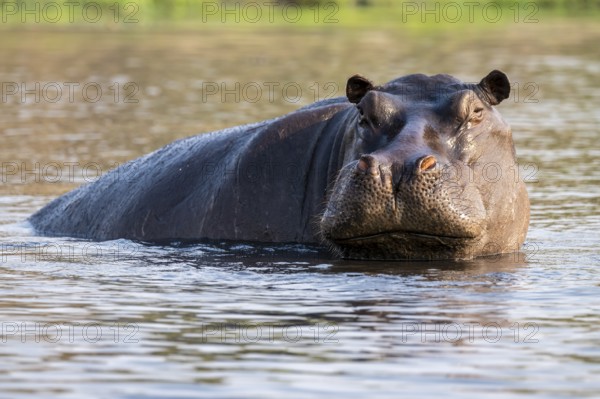 Hippopotamus (Hippopatamus amphibius) in the water, Chobe River, Ihaha, Chobe National Park, Botswana