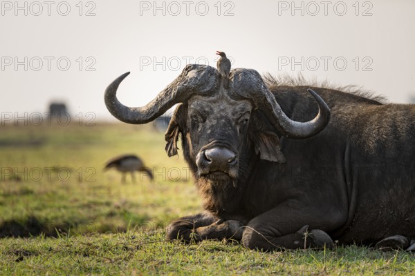 Epic animal portrait, Cape buffalo (Syncerus caffer caffer) with yellow-billed oxpecker (Buphagus africanus), Ihaha, Chobe National Park, Botswana