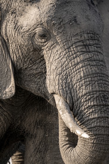 Detail, Animal portrait, African elephant (Loxodonta africana), Ihaha, Chobe National Park, Botswana, Africa