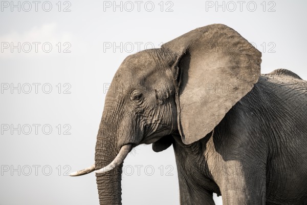 Detail, Animal portrait, African elephant (Loxodonta africana), Ihaha, Chobe National Park, Botswana, Africa