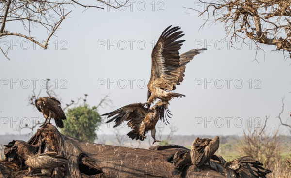 White-backed vultures (Gyps africanus) fighting over carrion, vultures feeding on the carcass of an elephant, Ihaha, Chobe National Park, Botswana