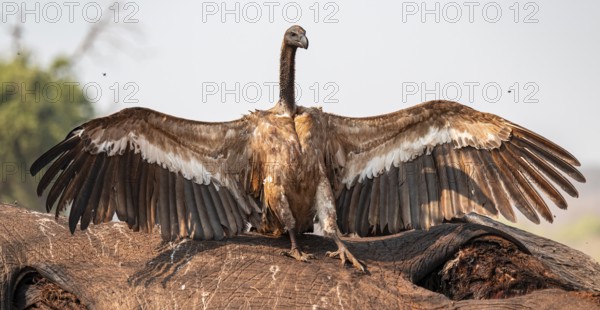 White-backed vulture (Gyps africanus), vulture feeding on the carcass of an elephant, Ihaha, Chobe National Park, Botswana