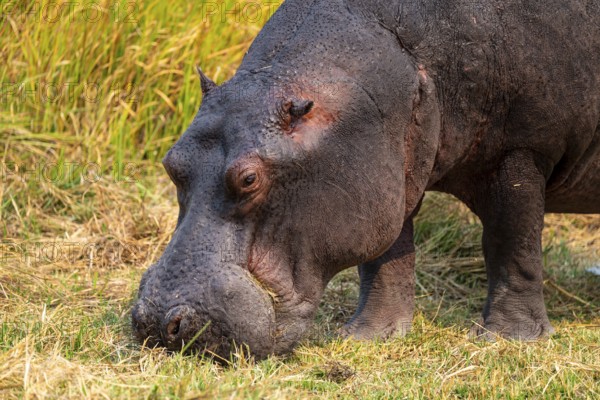 Hippopotamus (Hippopatamus amphibius) grazing, Xakanaxa, Okavango Delta, Moremi Game Reserve, Botswana