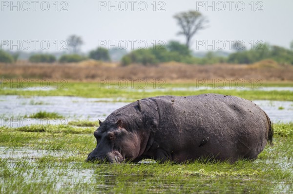 Greater hippopotamus (Hippopatamus amphibius), Xakanaxa, Okavango Delta, Moremi Game Reserve, Botswana