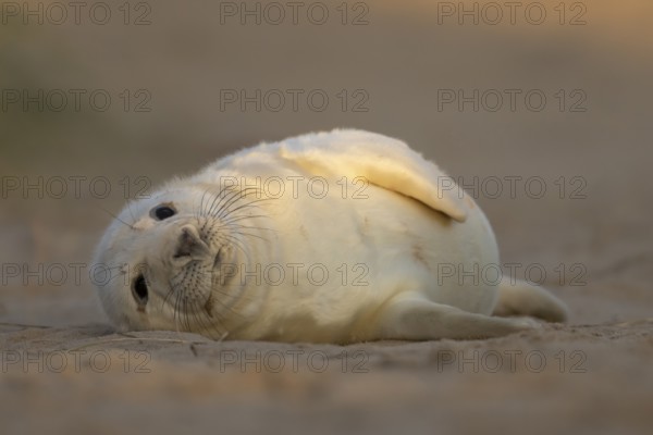 Grey seal (Halichoerus grypus) juvenile baby pup animal resting on a sand dune by a beach in winter, England, United Kingdom