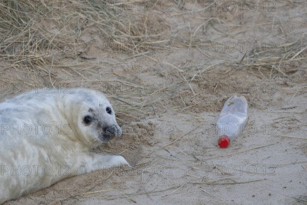 Grey seal (Halichoerus grypus) juvenile baby pup animal resting on a sand dune on a beach in winter next to a plastic bottle left as litter or rubbish which could be an environmental issue or hazard, England, United Kingdom