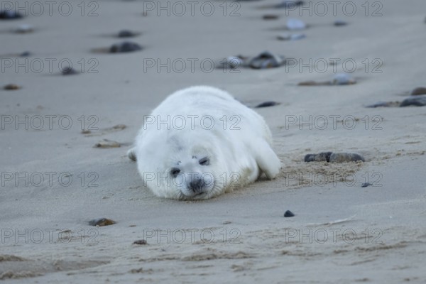 Grey seal (Halichoerus grypus) juvenile baby pup animal sleeping on a sandy beach in winter, England, United Kingdom