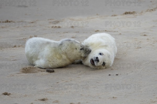 Grey seal (Halichoerus grypus) two juvenile baby pup animals on the sand of a beach in winter, England, United Kingdom