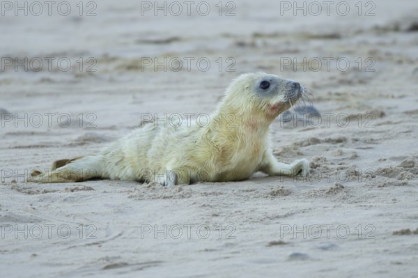 Grey seal (Halichoerus grypus) juvenile baby pup animal resting on a sandy beach in winter, England, United Kingdom