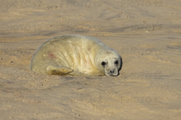Grey seal (Halichoerus grypus) juvenile baby pup animal resting on a sandy beach in winter, England, United Kingdom
